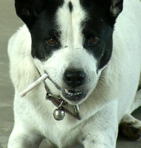 Put her to sleep, save us and ours 